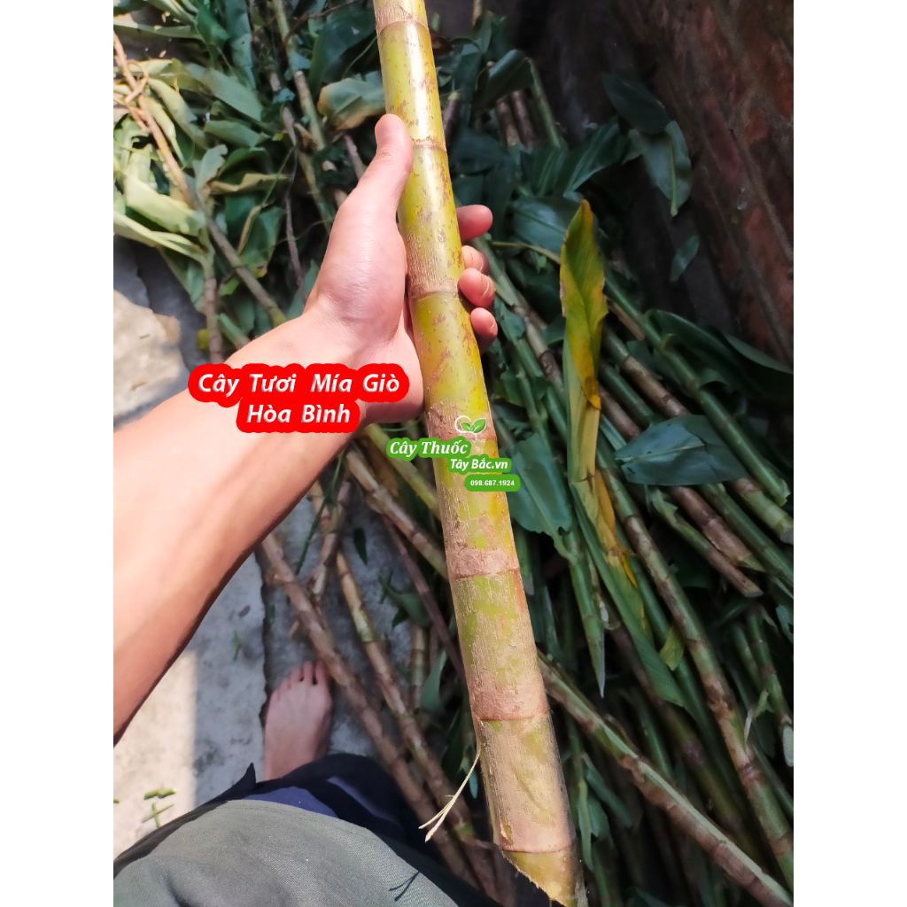 Cây Giống Mía Giò Hòa Bình