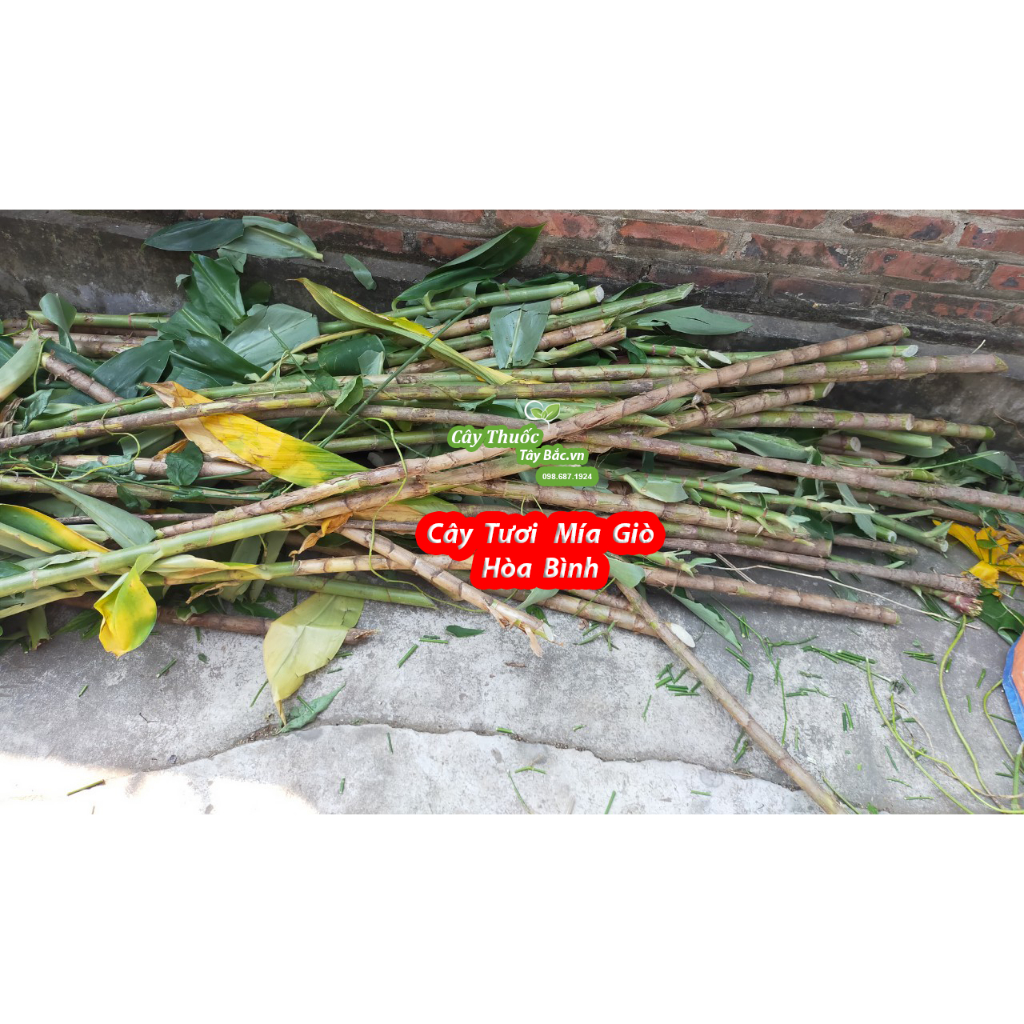 Cây Giống Mía Giò Hòa Bình