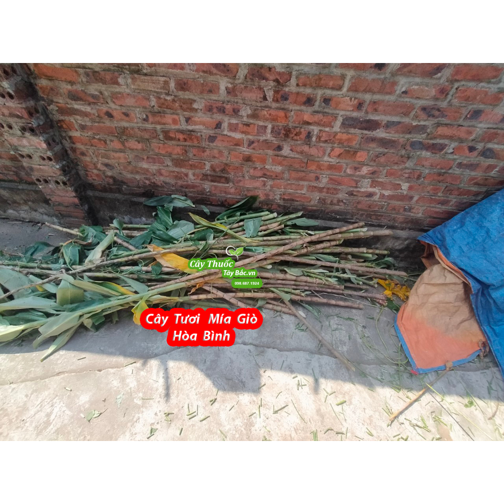 Cây Giống Mía Giò Hòa Bình