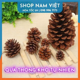 Quả thông khô đà lạt tự nhiên trang trí giáng sinh