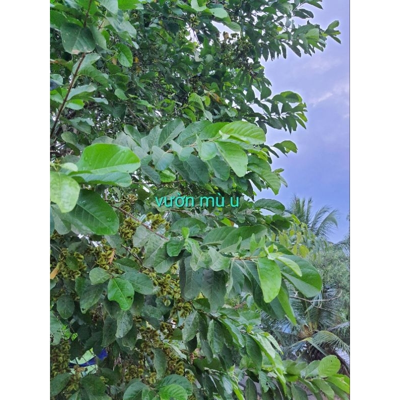 100gr vỏ cây Trâm Bầu khô