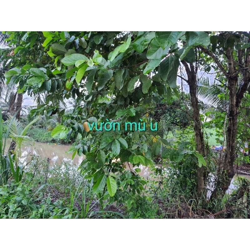 100gr vỏ cây Trâm Bầu khô