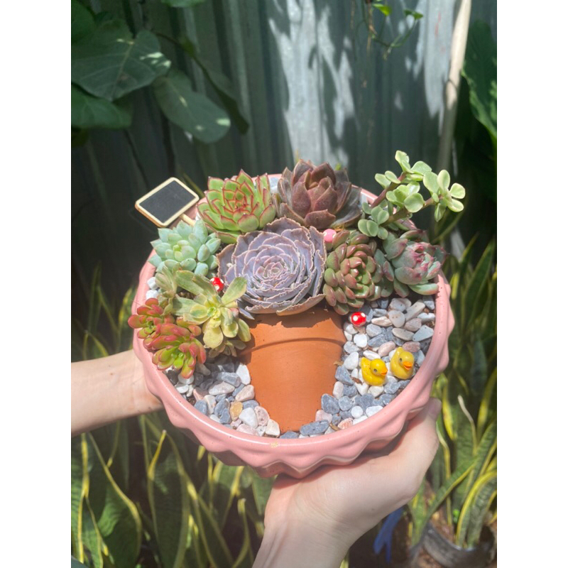 Tiểu cảnh sen đá mix hình chậu hoa độc đáo xinh xắn thích hợp làm quà tặng sinh nhật, khai trương, để bàn làm việc