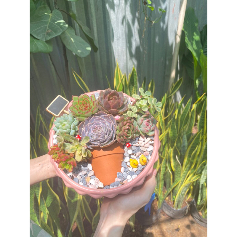 Tiểu cảnh sen đá mix hình chậu hoa độc đáo xinh xắn thích hợp làm quà tặng sinh nhật, khai trương, để bàn làm việc