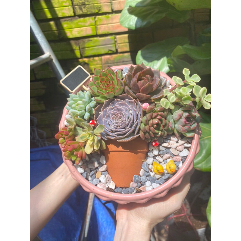 Tiểu cảnh sen đá mix hình chậu hoa độc đáo xinh xắn thích hợp làm quà tặng sinh nhật, khai trương, để bàn làm việc