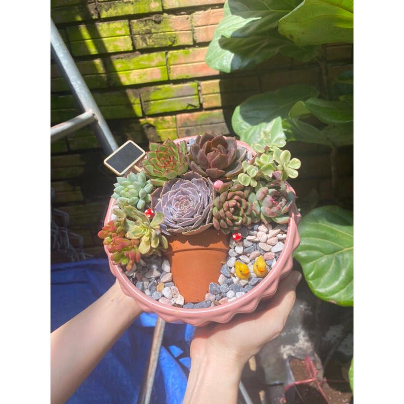 Tiểu cảnh sen đá mix hình chậu hoa độc đáo xinh xắn thích hợp làm quà tặng sinh nhật, khai trương, để bàn làm việc