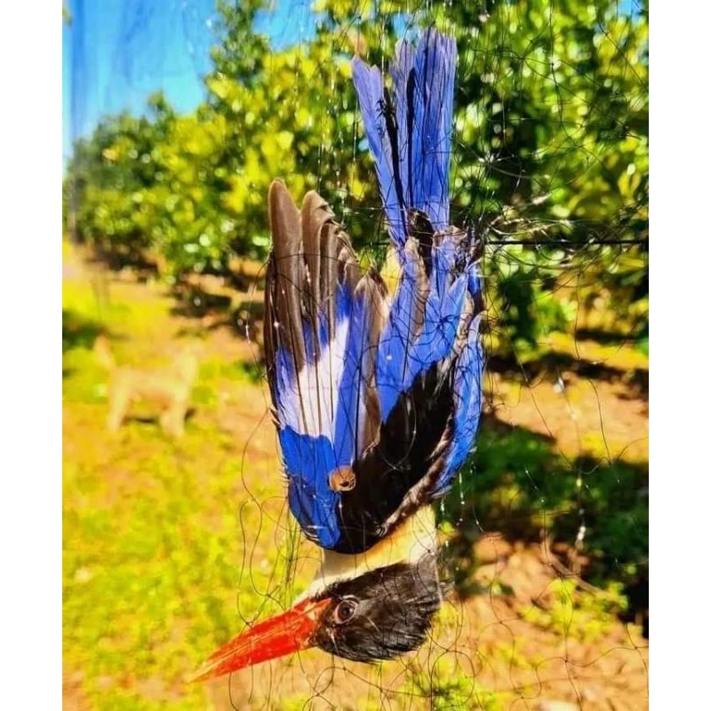 1 tay lưới bẫy tàng hình thái lan giá rẻ  lưới bẫy đã làm sẵn về chỉ mang đi bẫy