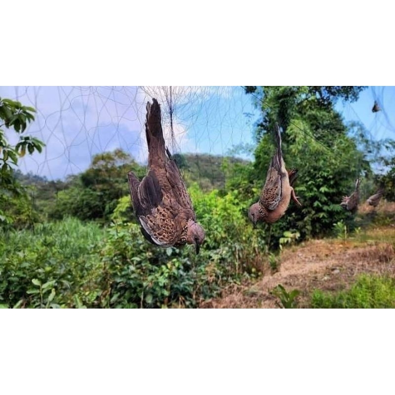 1 tay lưới bẫy tàng hình thái lan giá rẻ  lưới bẫy đã làm sẵn về chỉ mang đi bẫy