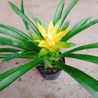 Cây Phong Lộc Hoa Vàng