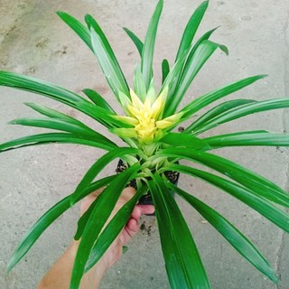 Cây Phong Lộc Hoa Vàng