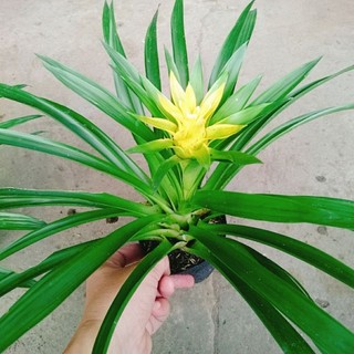 Cây Phong Lộc Hoa Vàng