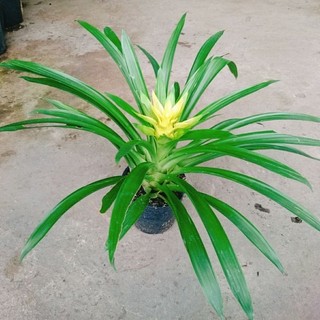 Cây Phong Lộc Hoa Vàng