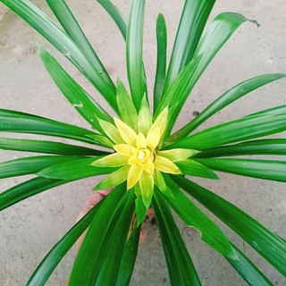Cây Phong Lộc Hoa Vàng