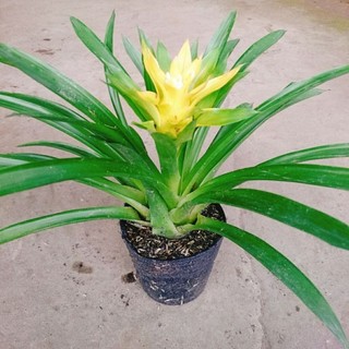 Cây Phong Lộc Hoa Vàng
