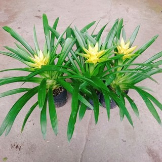 Cây Phong Lộc Hoa Vàng