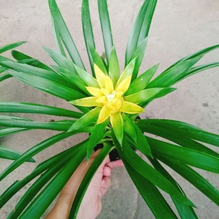 Cây Phong Lộc Hoa Vàng