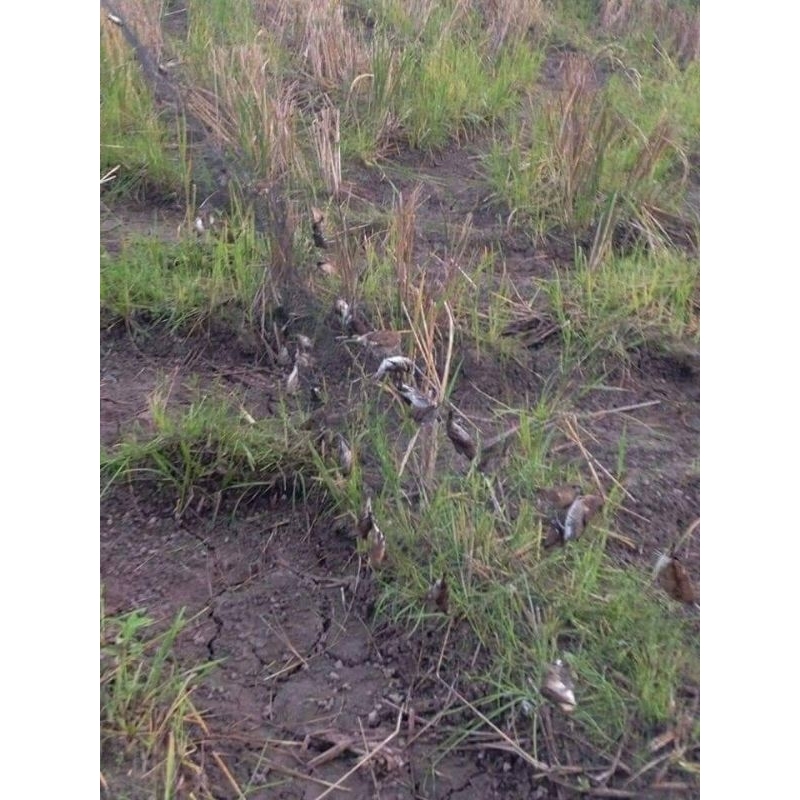 1 tay lưới bẫy tàng hình thái lan giá rẻ  lưới bẫy đã làm sẵn về chỉ mang đi bẫy