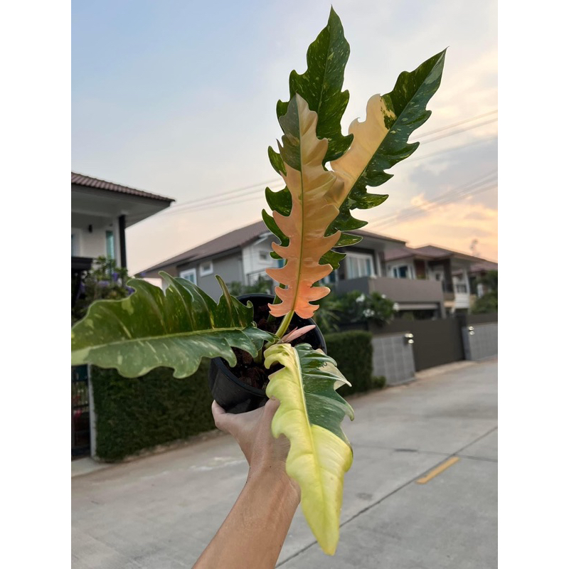 Cây Trầu Bà Cung đàn