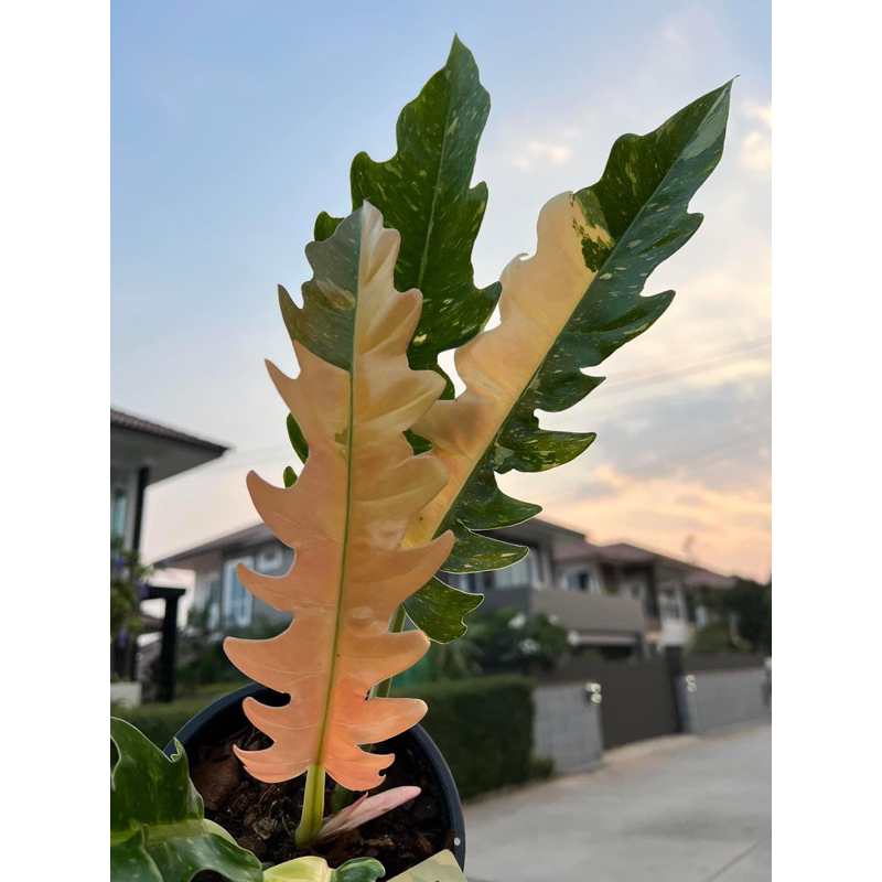 Cây Trầu Bà Cung đàn