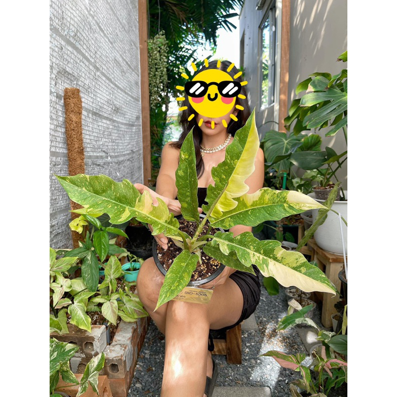 Cây Trầu Bà Cung đàn