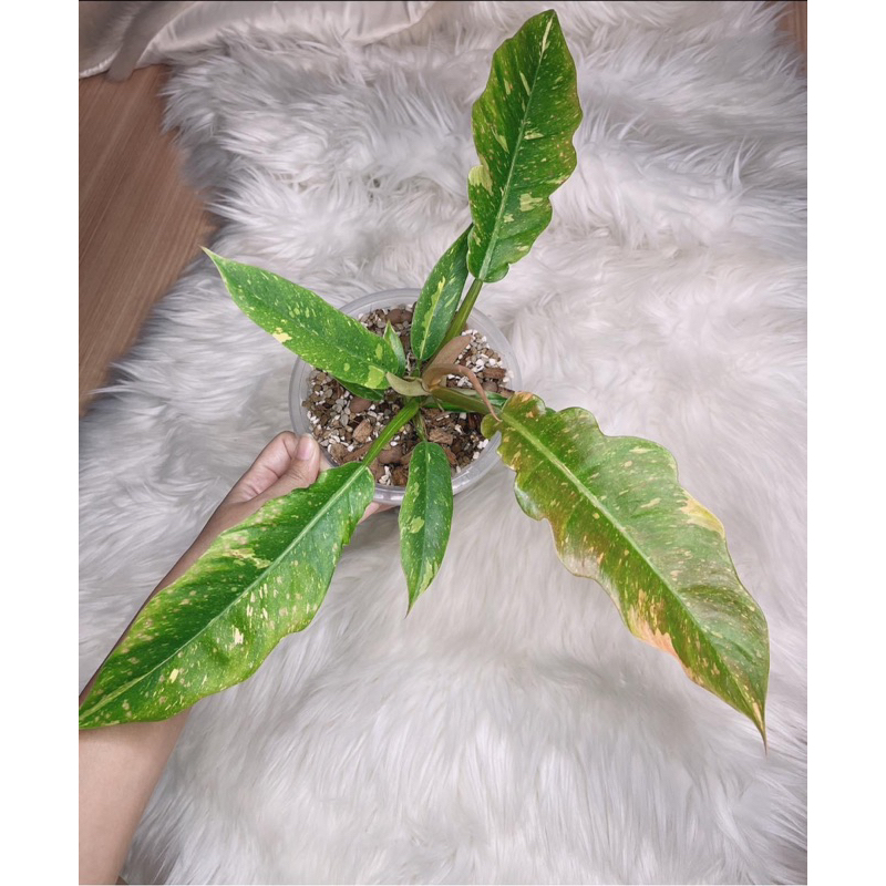 Cây Trầu Bà Cung đàn