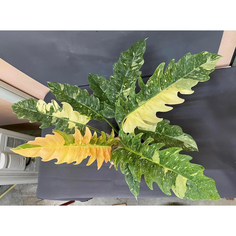 Cây Trầu Bà Cung đàn