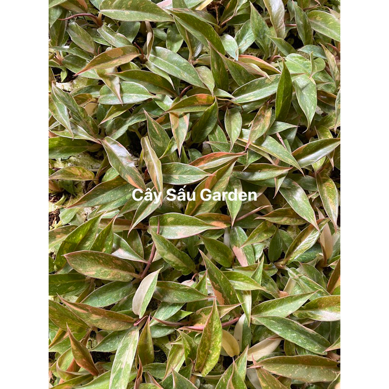 Cây Trầu Bà Cung đàn