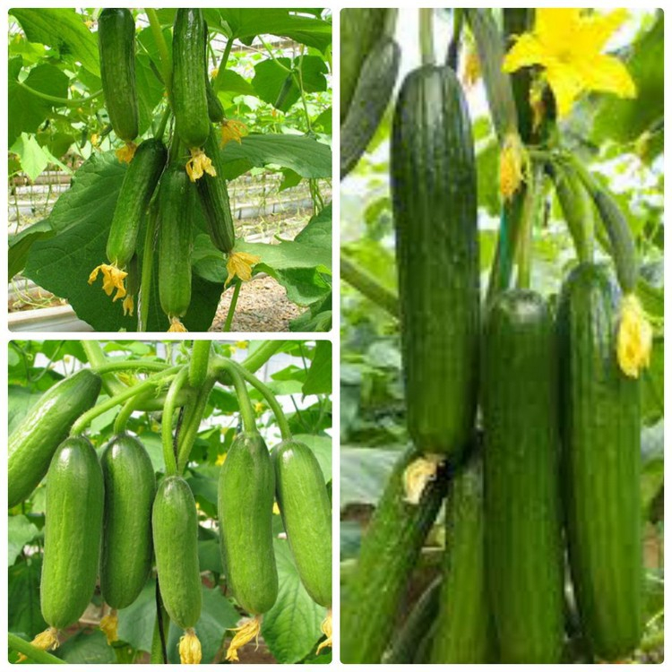 Hạt giống dưa chuột chùm, dưa leo Baby siêu trái[ HẠT GIỐNG )