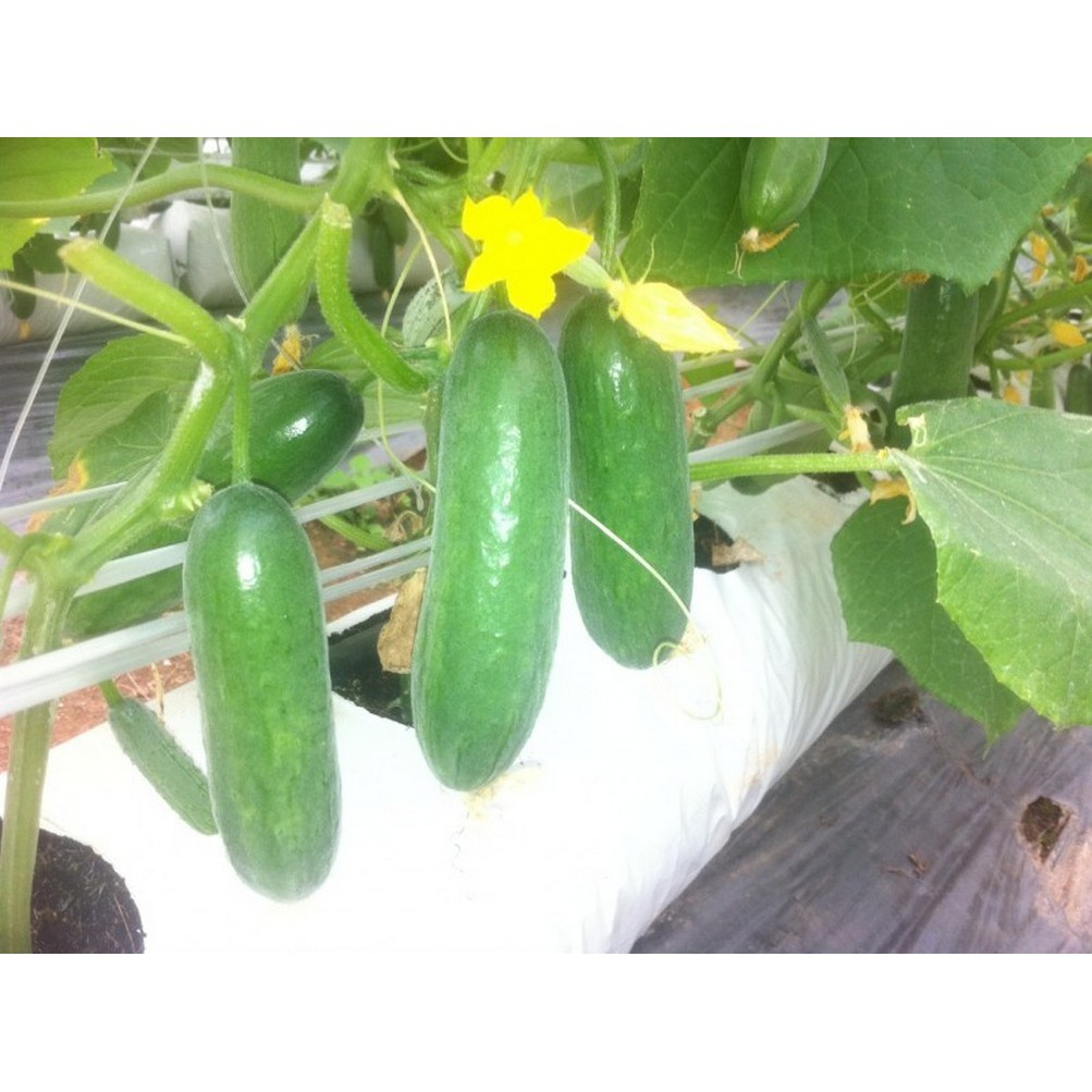 Hạt giống dưa chuột chùm, dưa leo Baby siêu trái[ HẠT GIỐNG )