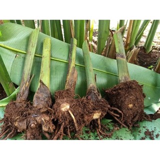 Chuối Cảnh Thái - củ giống