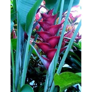 Chuối Cảnh Thái - củ giống