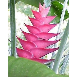 Chuối Cảnh Thái - củ giống