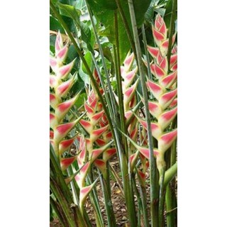 Chuối Cảnh Thái - củ giống