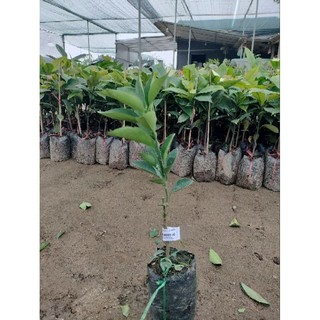 CÂY GIỐNG CAM CARA RUỘT ĐỎ