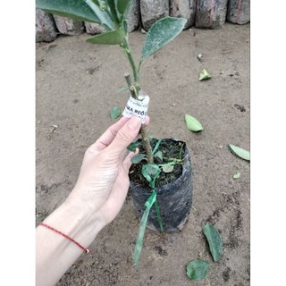 CÂY GIỐNG CAM CARA RUỘT ĐỎ