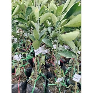 CÂY GIỐNG CAM CARA RUỘT ĐỎ