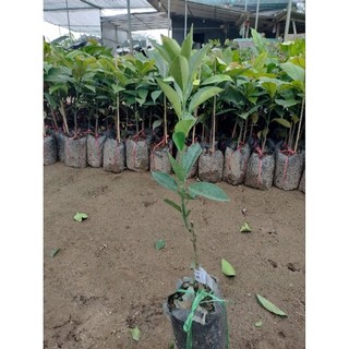 CÂY GIỐNG CAM CARA RUỘT ĐỎ