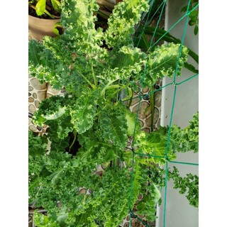 Hạt giống cải xoăn (cải Kale)