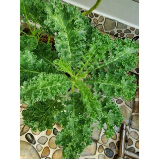 Hạt giống cải xoăn (cải Kale)