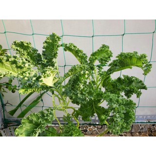 Hạt giống cải xoăn (cải Kale)
