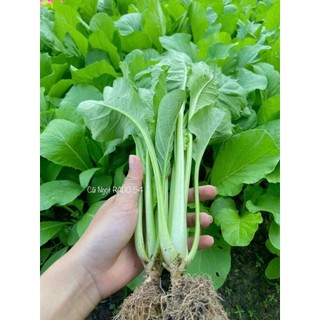 Hạt giống cải ngọt Rạng Đông