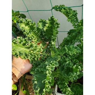 Hạt giống cải xoăn (cải Kale)