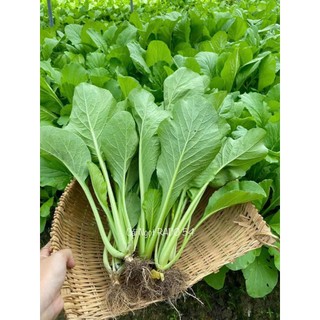 Hạt giống cải ngọt Rạng Đông