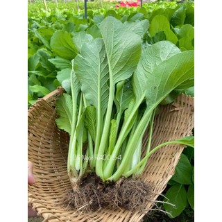 Hạt giống cải ngọt Rạng Đông