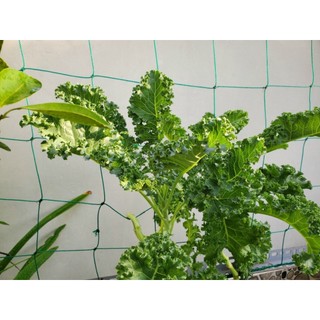 Hạt giống cải xoăn (cải Kale)