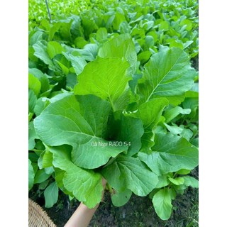 Hạt giống cải ngọt Rạng Đông