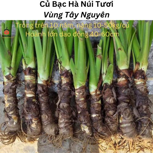 1kg Củ Bạc Hà Núi Tươi (Hoành từ 35-42cm) - Vùng Núi Rừng Tây Nguyên - Đất Đỏ Bazan -Trồng Trên 10 năm.