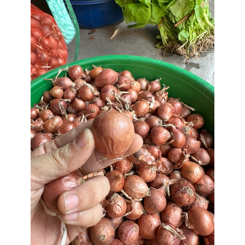 500g Hành khô - Hành khô 1 nhánh, hành cô đơn chọn lọc