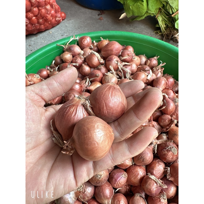 500g Hành khô - Hành khô 1 nhánh, hành cô đơn chọn lọc