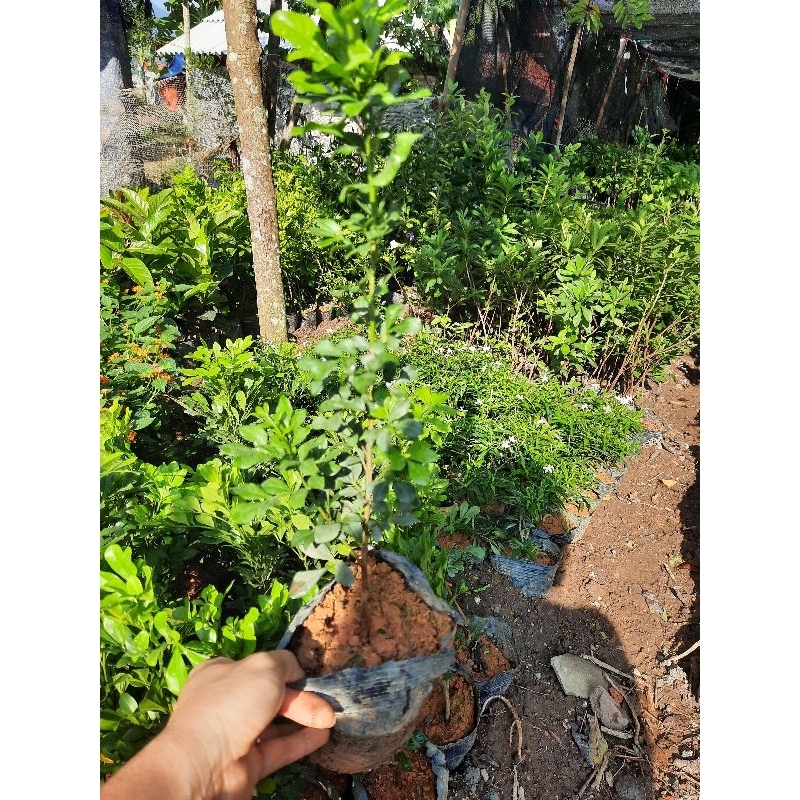 CÂY NGÂU GIỐNG -CÂY BẦU BÁT
